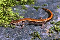 Larch Mountain Salamander