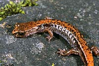 Larch Mountain Salamander