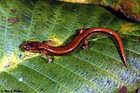 Van Dyke's Salamander