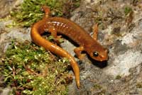 Van Dyke's Salamander