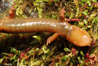 Van Dyke's Salamander