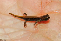 Van Dyke's Salamander