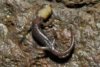 Van Dyke's Salamander