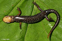 Van Dyke's Salamander