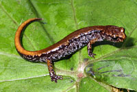 Van Dyke's Salamander