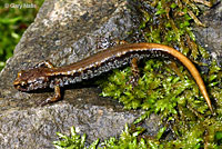 Van Dyke's Salamander