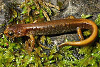 Van Dyke's Salamander