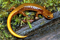 Van Dyke's Salamander