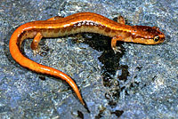 Van Dyke's Salamander