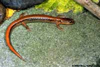 Van Dyke's Salamander