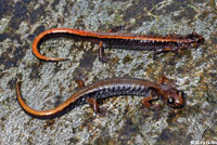 Van Dyke's Salamander