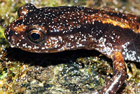 Western Red-backed Salamander