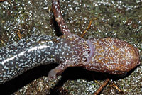 Western Red-backed Salamander