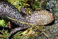 Western Red-backed Salamander