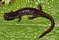 Western Red-backed Salamander