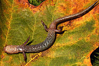 Western Red-backed Salamander