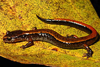 Western Red-backed Salamander