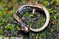 Western Red-backed Salamander