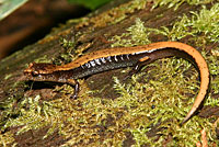 Western Red-backed Salamander