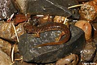 Cascade Torrent Salamander