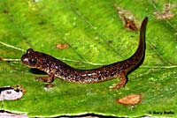 Cascade Torrent Salamander