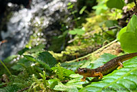 Cascade Torrent Salamander