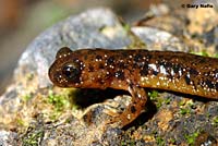 Cascade Torrent Salamander