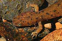 Cascade Torrent Salamander