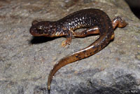 Cascade Torrent Salamander