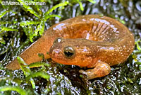 Columbia Torrent Salamander