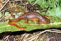 Rough-skinned Newt