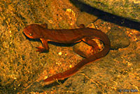 Rough-skinned Newt