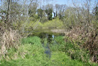 Puget Sound Gartersnake habitat