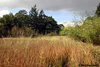 Wandering Gartersnake habitat