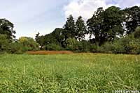 Northwestern Gartersnake habitat