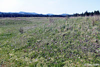 Northwestern Gartersnake habitat