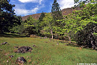 California Mountain Kingsnake habitat