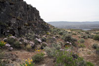 Great Basin Gopher Snake habitat