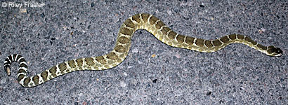 Northern Pacific Rattlesnake