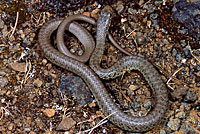 Western Yellow-bellied Racer