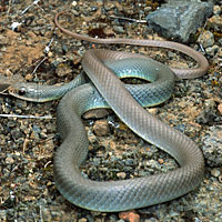 Western Yellow-bellied Racer