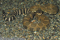 Northern Pacific Rattlesnake