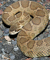 Northern Pacific Rattlesnake