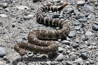 Northern Pacific Rattlesnake