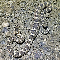 Northern Pacific Rattlesnake