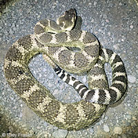 Northern Pacific Rattlesnake