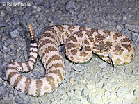 Northern Pacific Rattlesnake