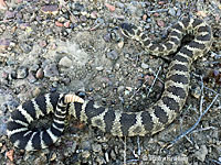 Northern Pacific Rattlesnake