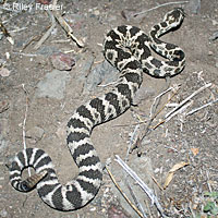 Northern Pacific Rattlesnake