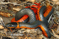 Northwestern Ring-necked Snake